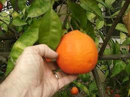 Tangelo  AUST 1kg