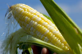 Sweetcorn - delicious new season