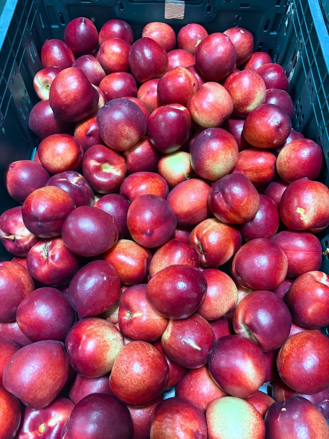 Nectarines white flesh 1kg (nectarine hua kohatu)