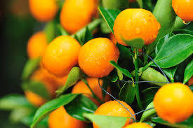 Mandarins - NZ 1kg