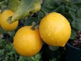 Lemons  NZ 1kg  (Rēmana)