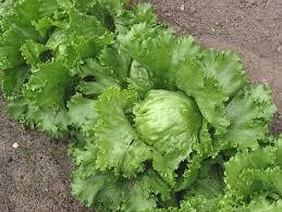 Lettuce - Iceberg (Rērihi)