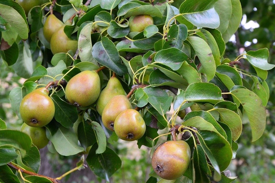 Pears  - 1kg Bosc NZ - Large