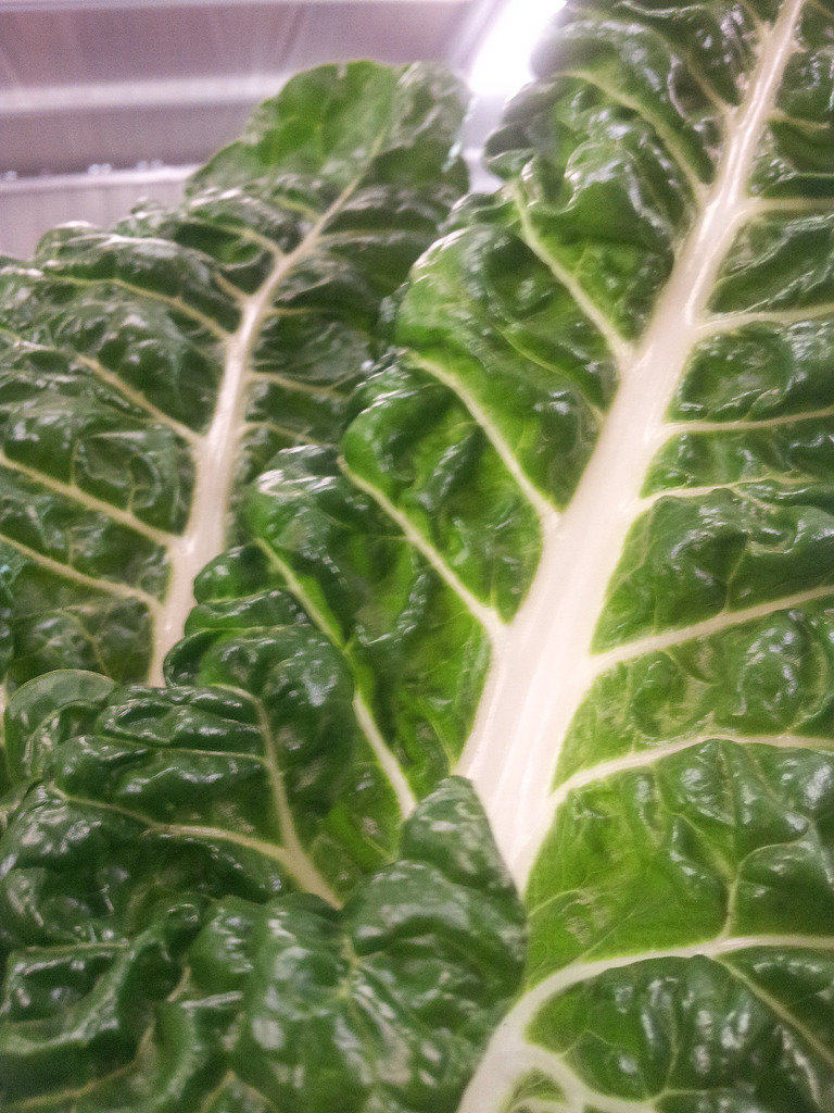 Silverbeet (Korare)