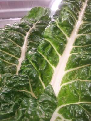 Silverbeet (Korare)