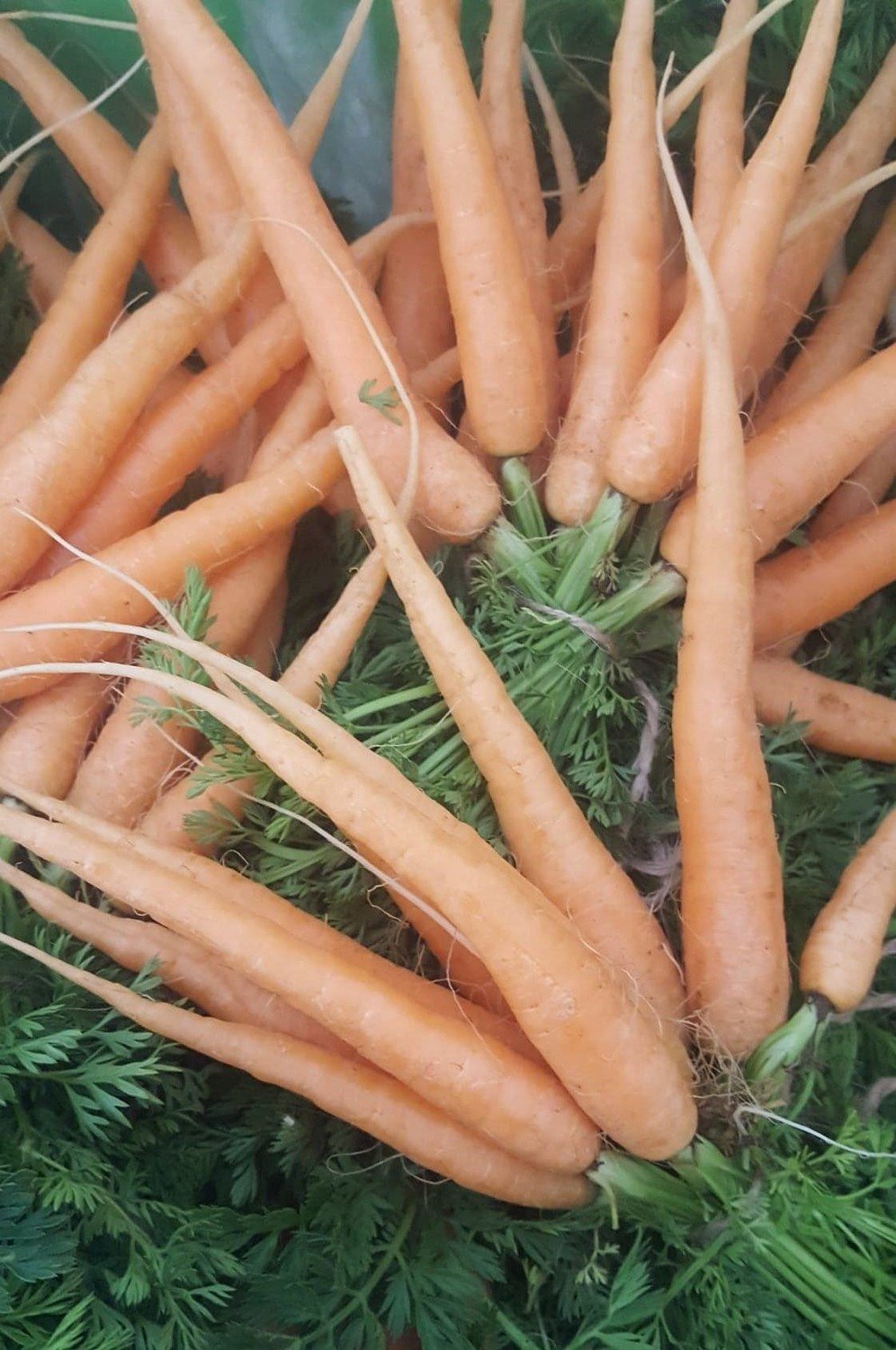 Carrot - baby orange bunch (Kāreti/Kāroti)