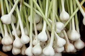 Garlic NZ- Bulb (Kāriki)