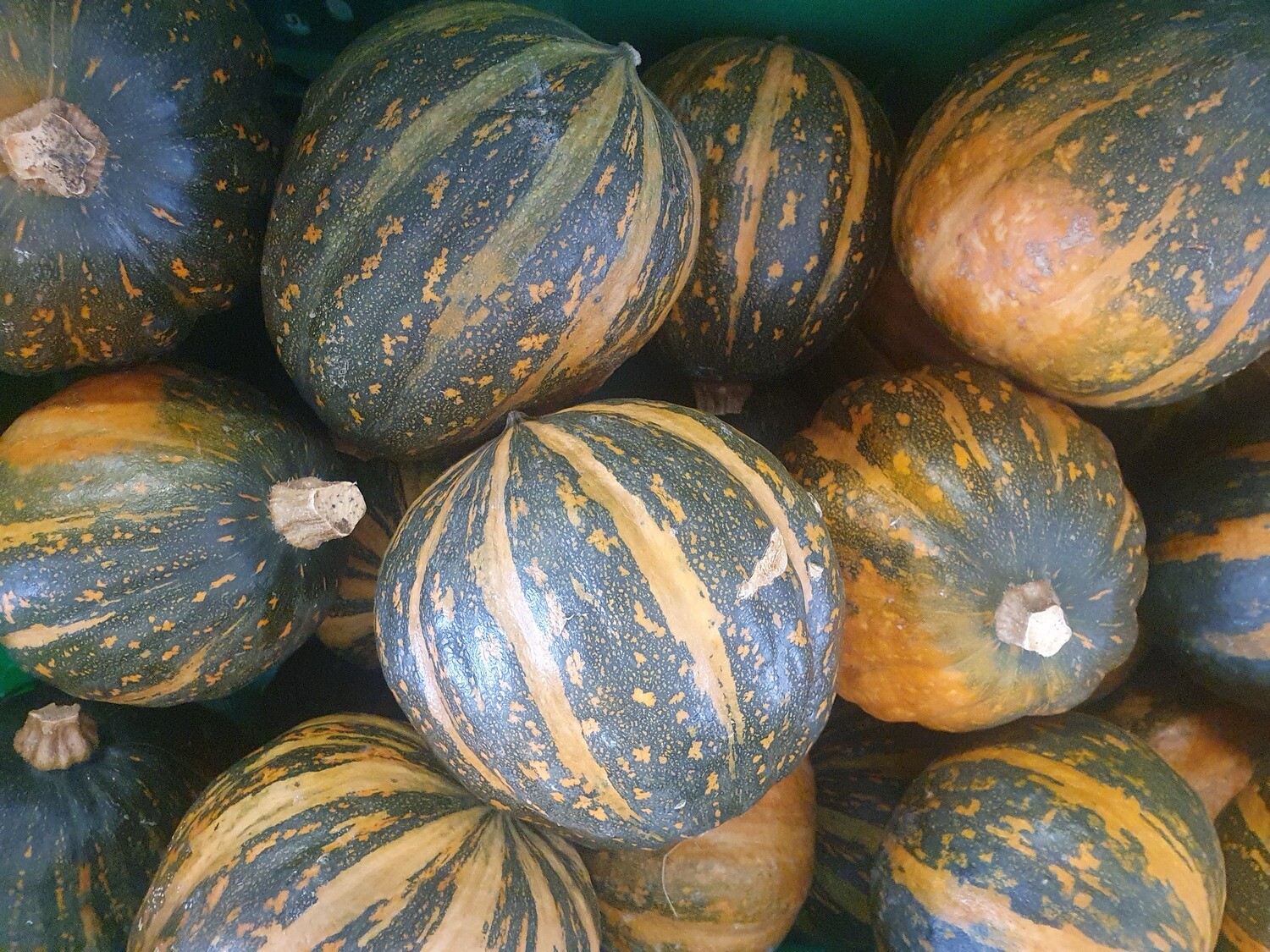 Pumpkin -  squash (pata pata)
