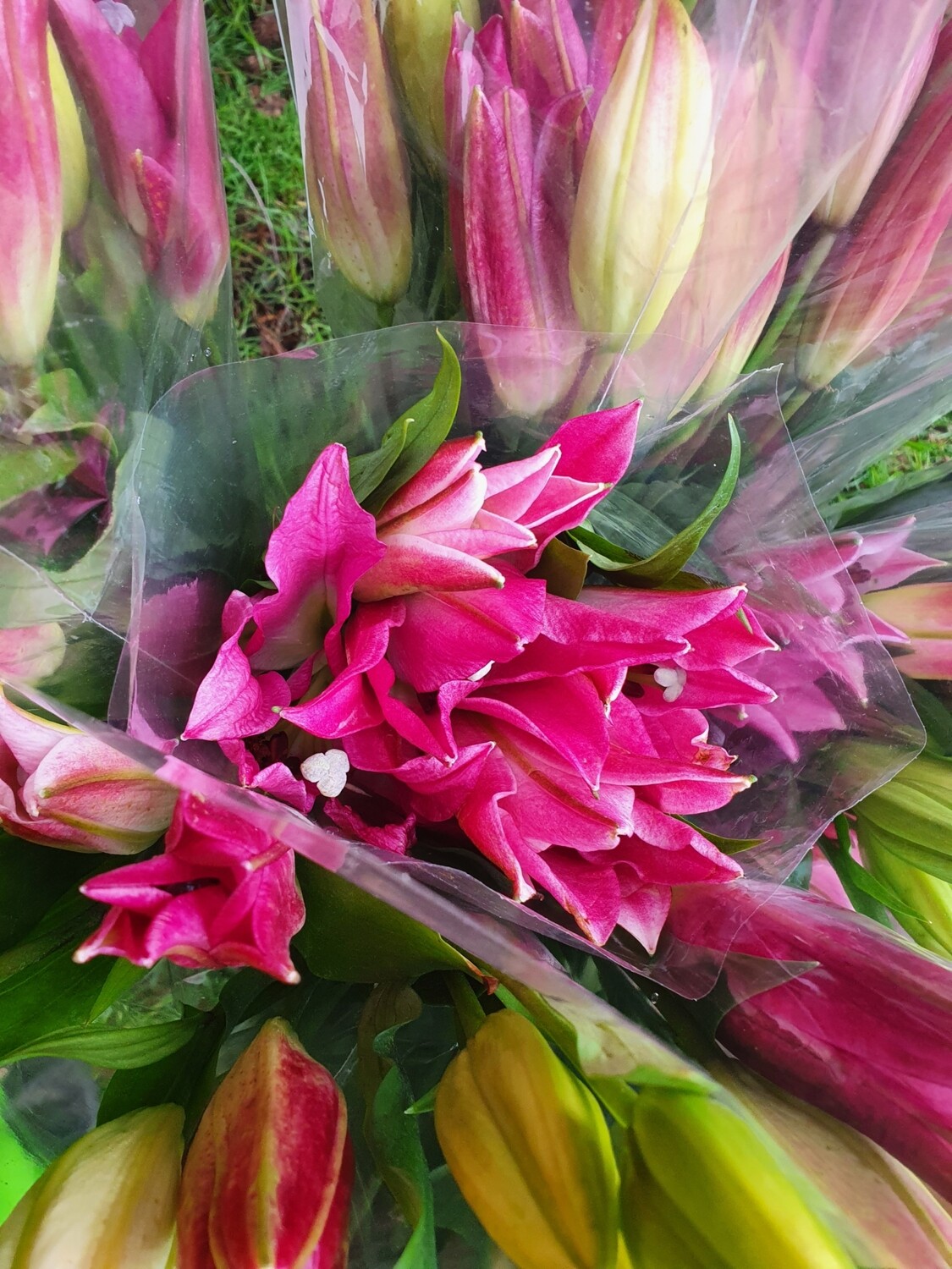 Lilies (rengarenga)