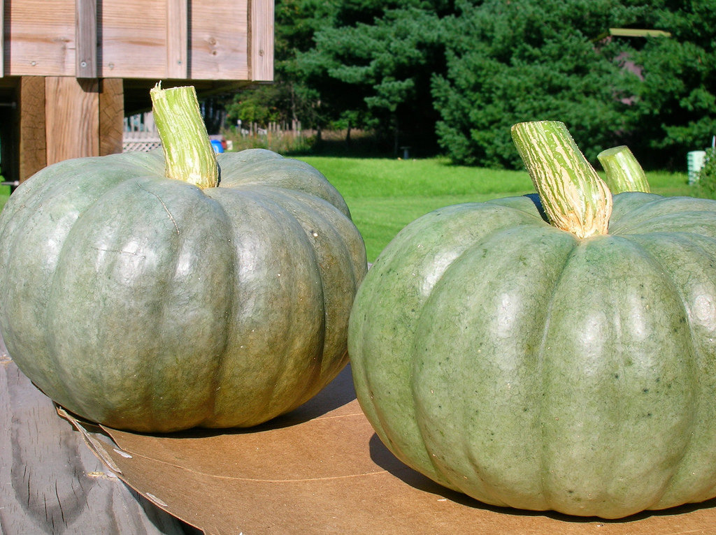 Pumpkin - Crown (Paukena)