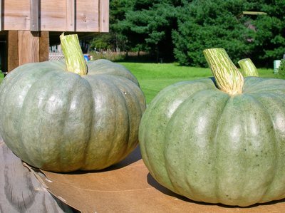 Pumpkin - Crown (Paukena)