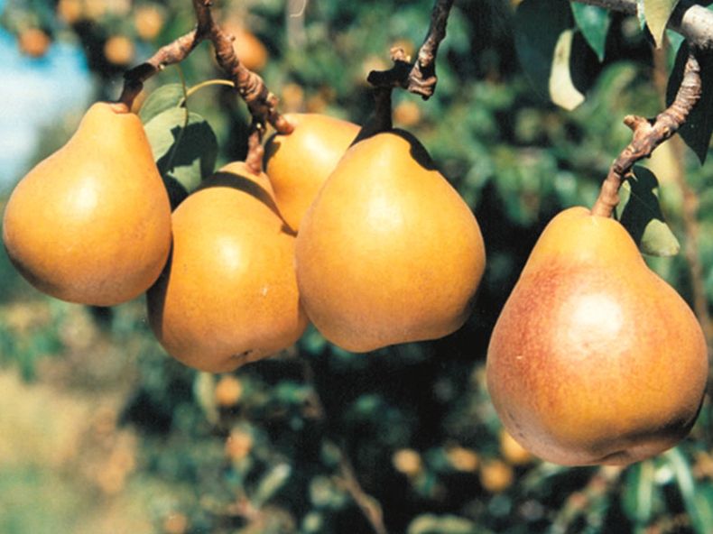 Pears  - Taylor Gold 1kg (pea) NZ