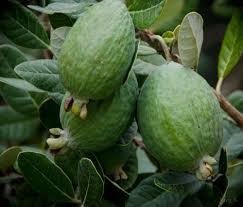 Feijoa 1kg medium