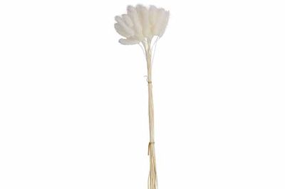 BOEKET CAT TAILS WIT 10X10XH60CM KRAFT PAPER BAG
