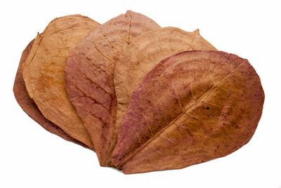 INDIAN ALMOND LEAVES LARGE