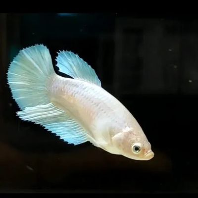 BETTA FEMALES