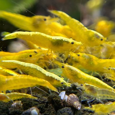NEOCARADINA SHRIMP