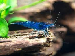 BLUE DREAM SHRIMP