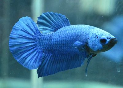 BETTA MALES