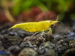 Yellow 24K Golden Back Shrimp