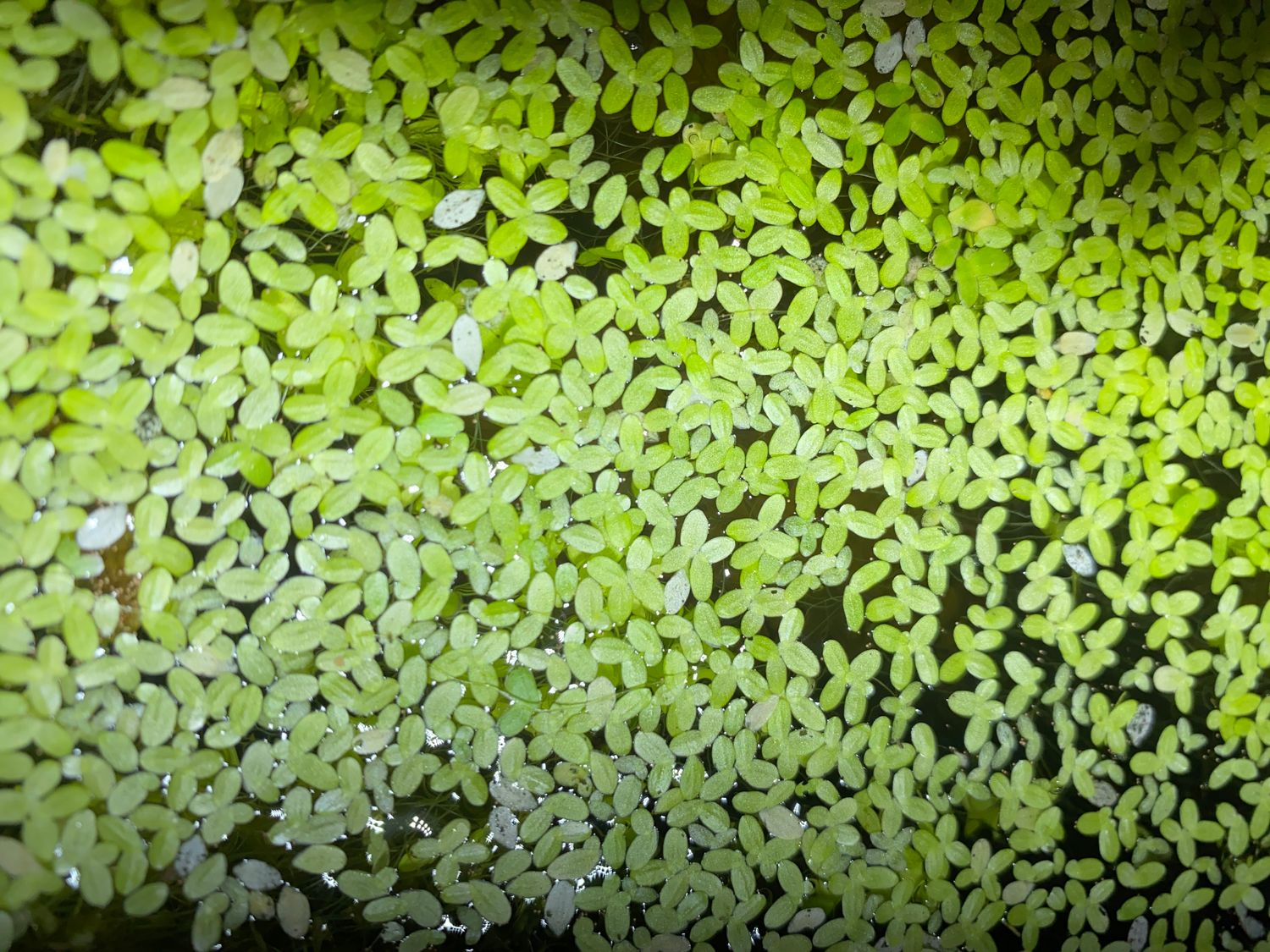 Duckweed