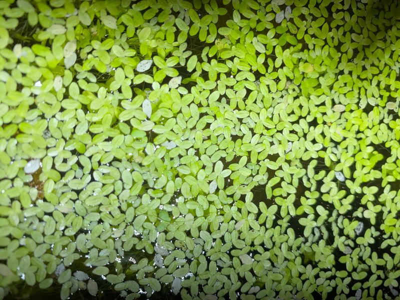Duckweed