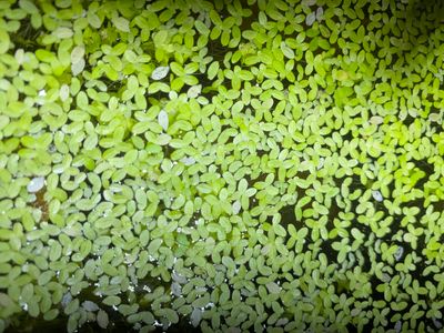 Duckweed