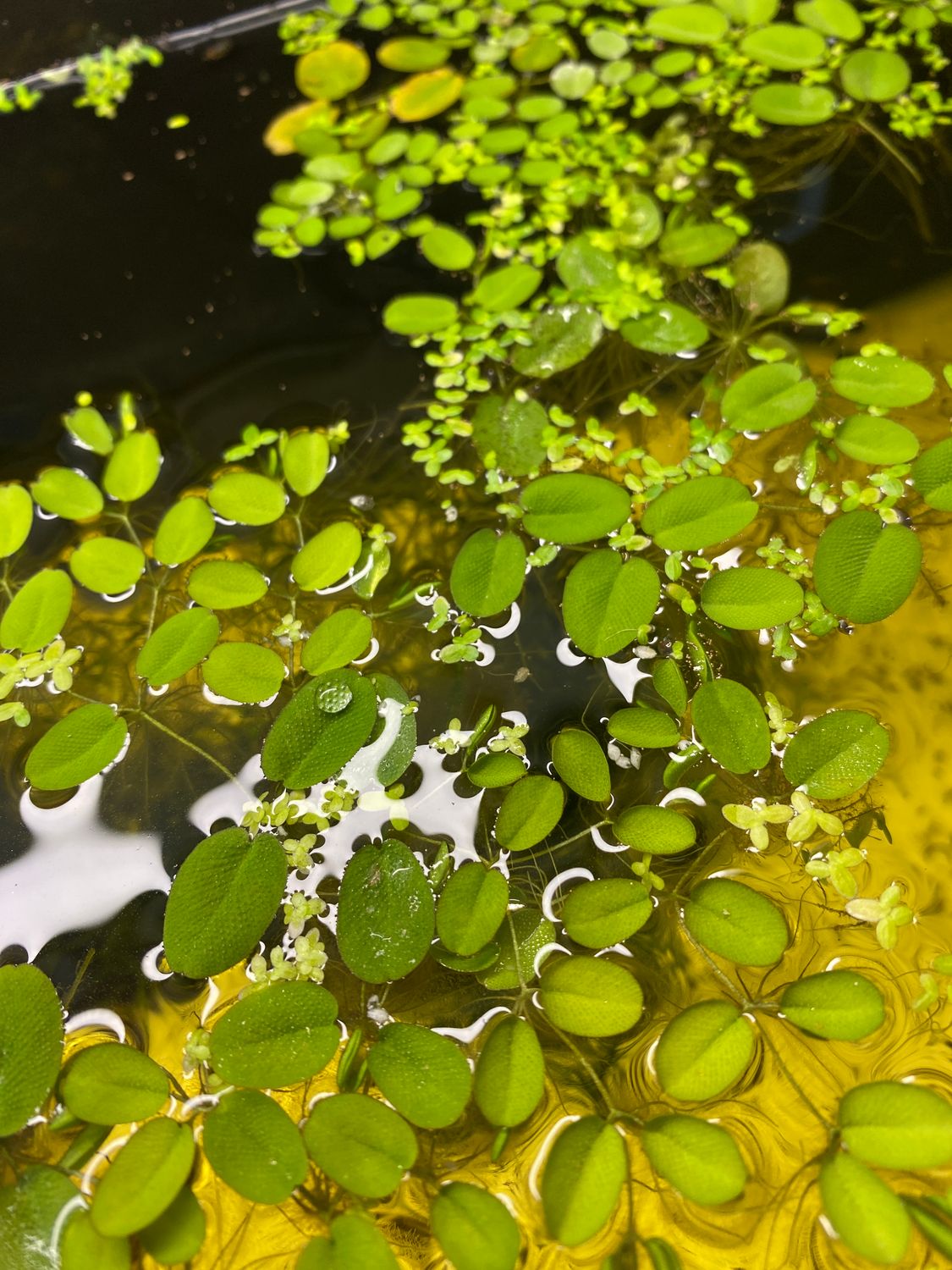 Dwarf water lettuce