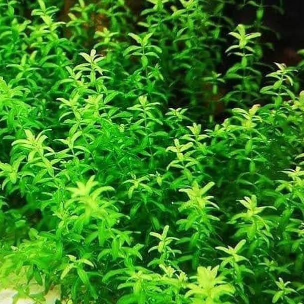 Pearl Weed
