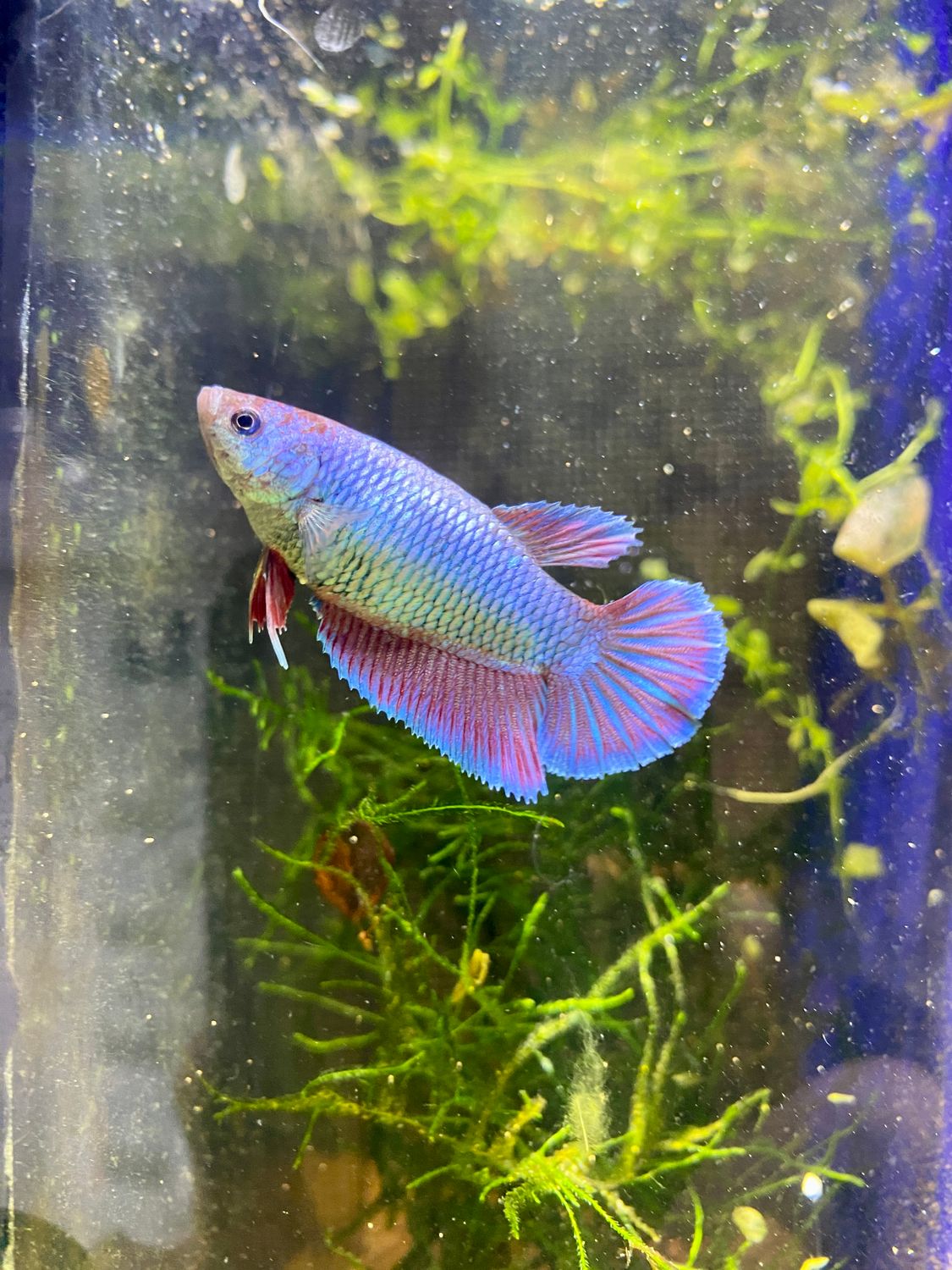Fancy Plakat (F)