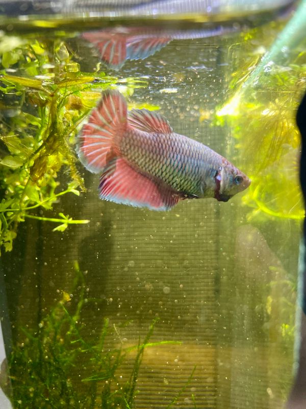 Fancy Plakat (F)