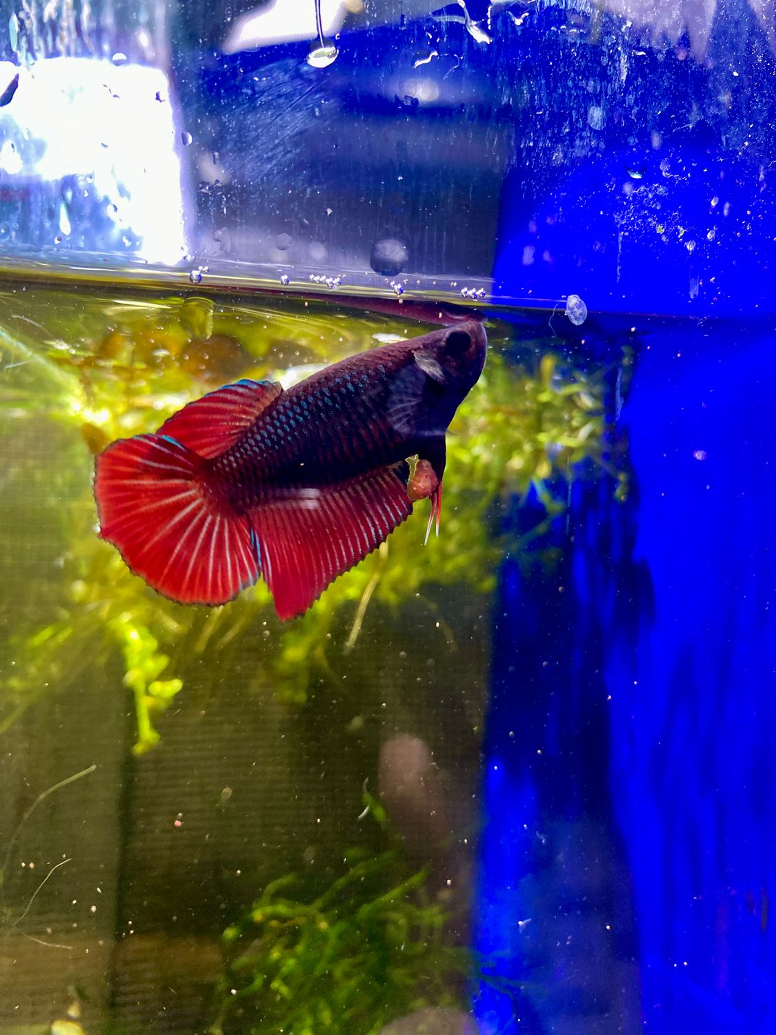 Fancy Halfmoon (F)
