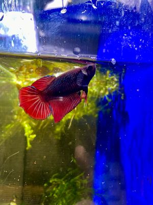 Fancy Halfmoon (F)