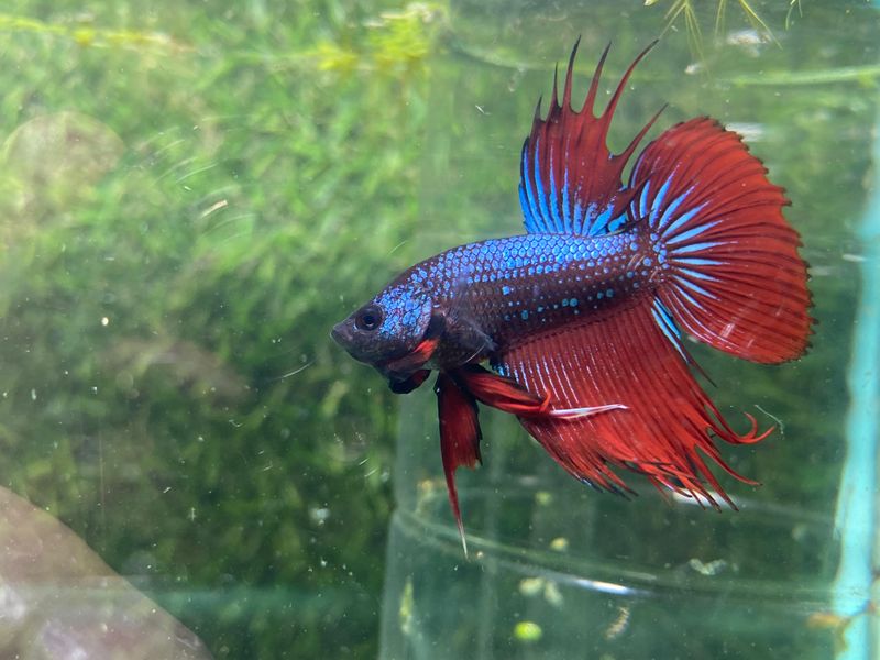 Metallic Blue and Red Crowntail (M)