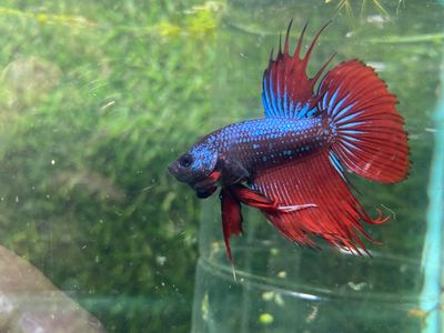 Metallic Blue and Red Crowntail (M)