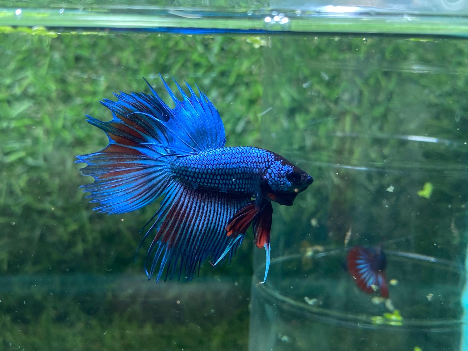 Metallic Blue Crowntail (M)