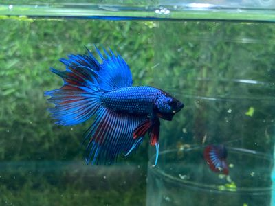 Metallic Blue Crowntail (M)