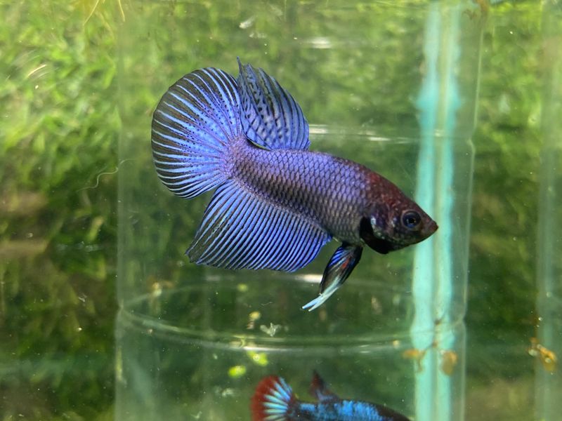 Violet Metallic Crowntail Hybrid