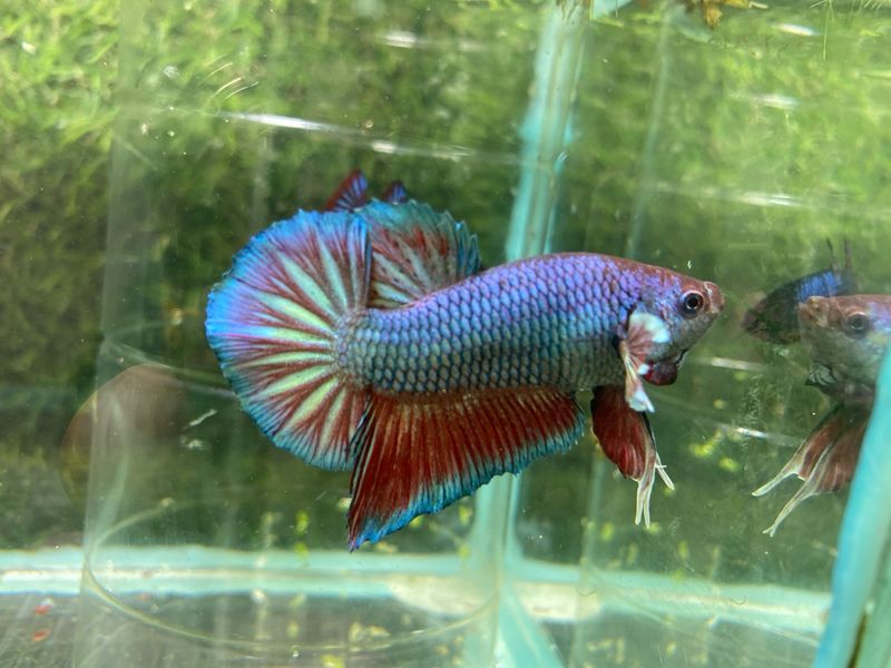 Fancy Metallic Plakat (M)