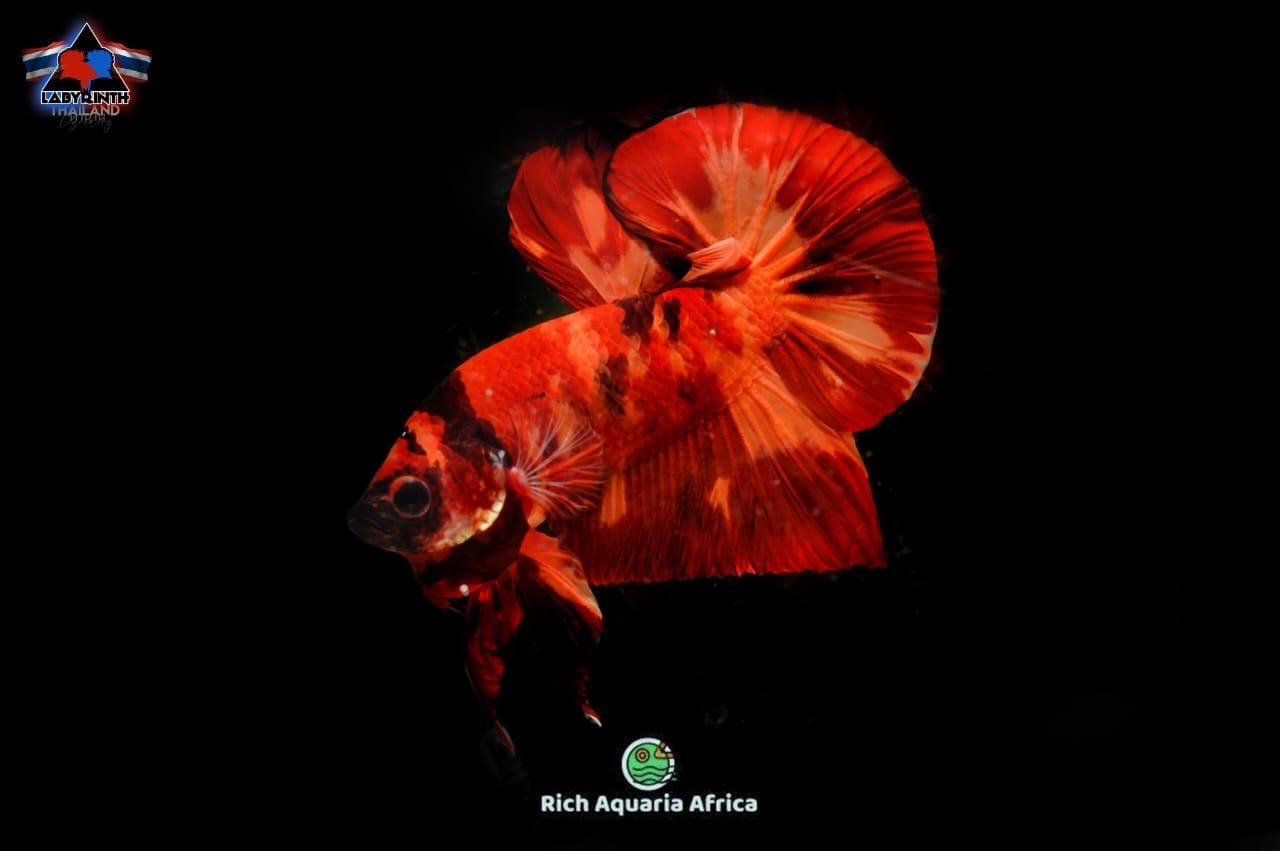 Nemo Plakat HMPK  (M) - IMPORT