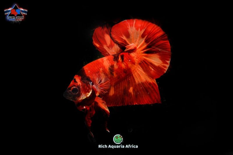 Nemo Plakat HMPK  (M) - IMPORT