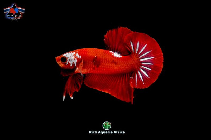 Red Mamba HMPK (M) - IMPORT