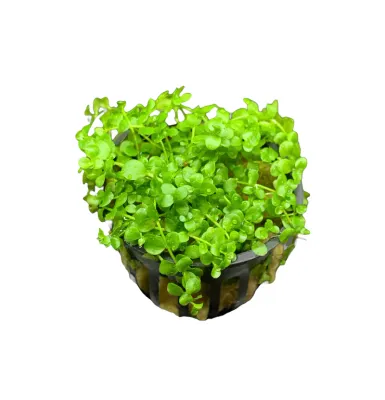 Monte Carlo (Micranthemum)