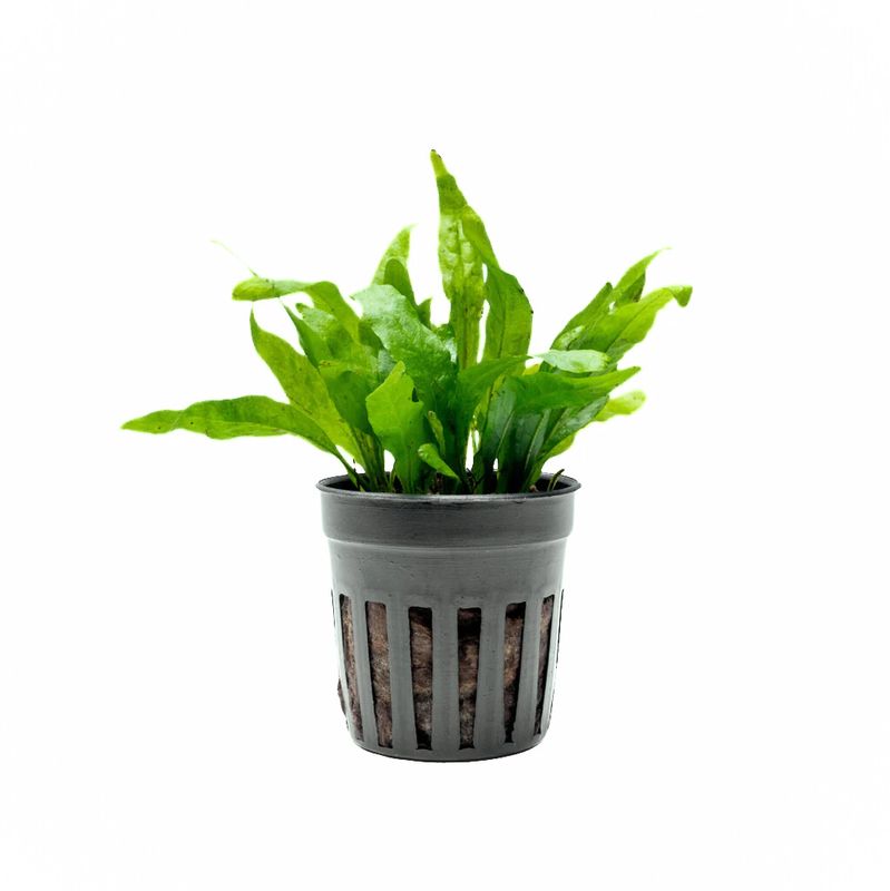 Java Fern Narrow (Microsorum pteropus)