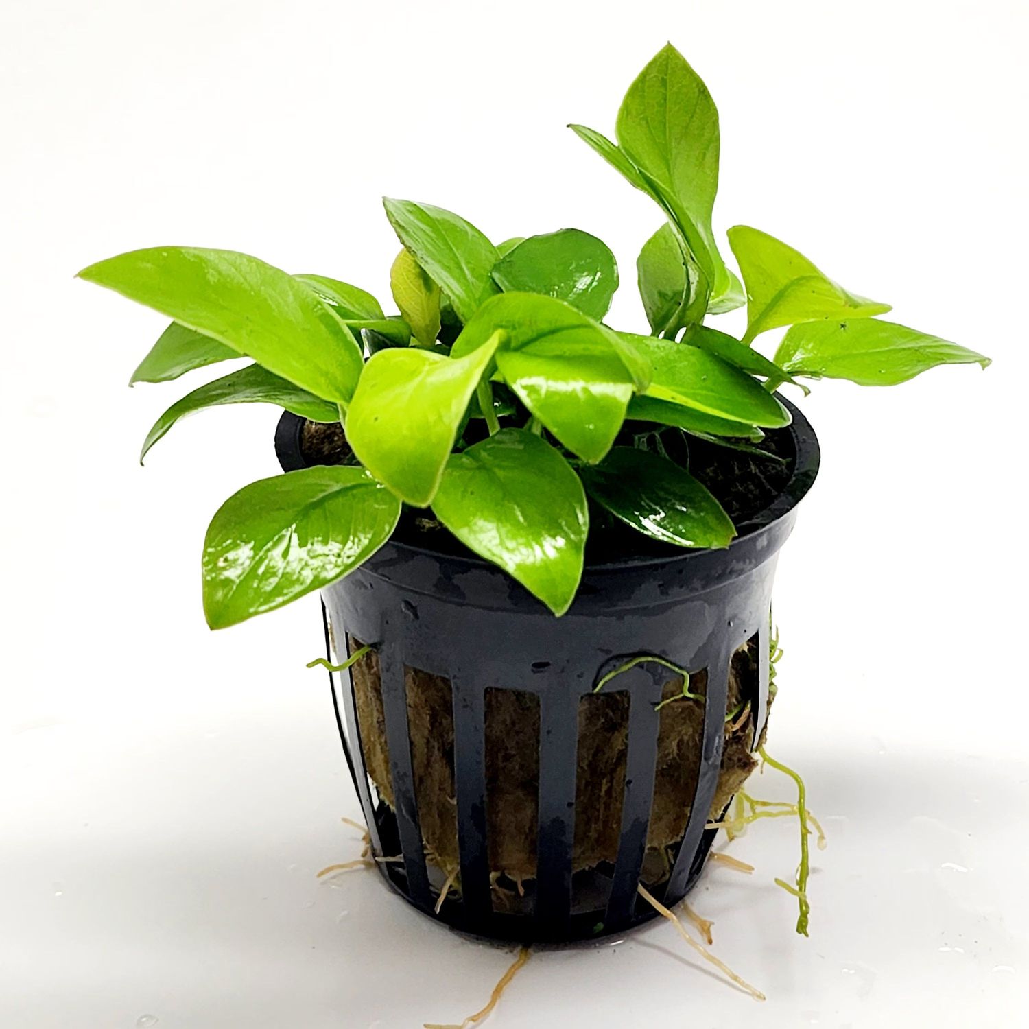 Anubias Gold