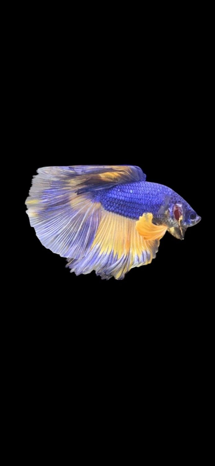 Halfmoon Fancy (M)