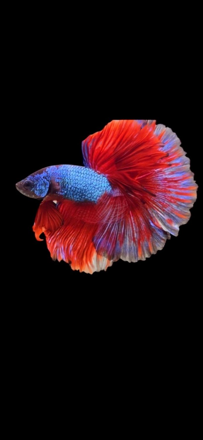 Halfmoon Fancy (M)