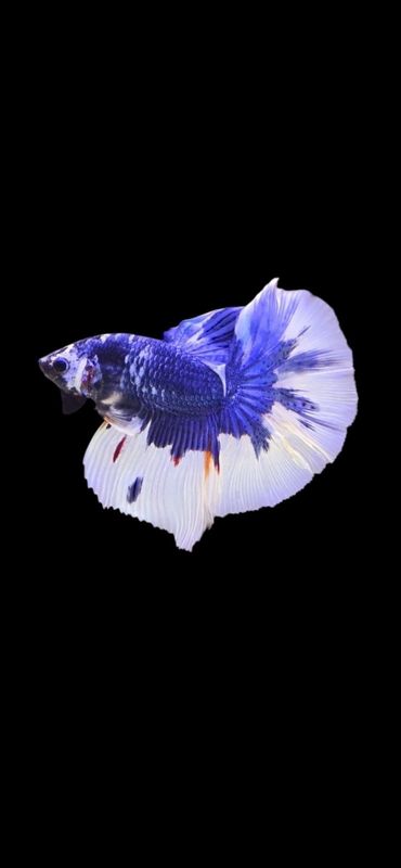 Halfmoon Fancy (M)