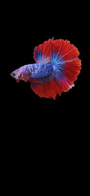 Halfmoon Fancy (M)