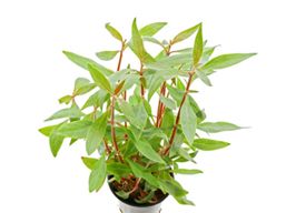 Alternanthera Reineckii &#39;Mini&#39;